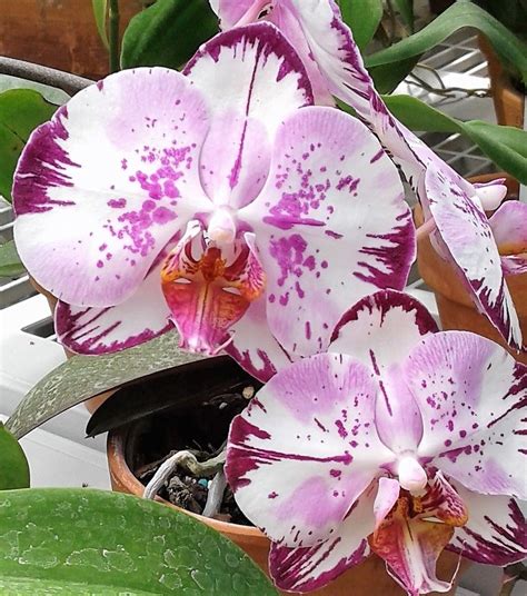 The Enigma of Phalaenopsiq Magic: Exploring the Artistic Potential of Orchids